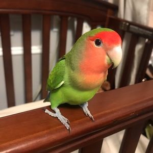 Meet your Posher, Nancy